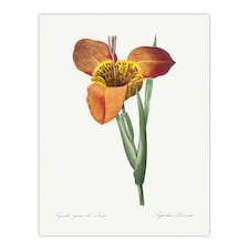 Tiger Flower Botanical Redoute Vintage Wall Art Poster Print 12X16"