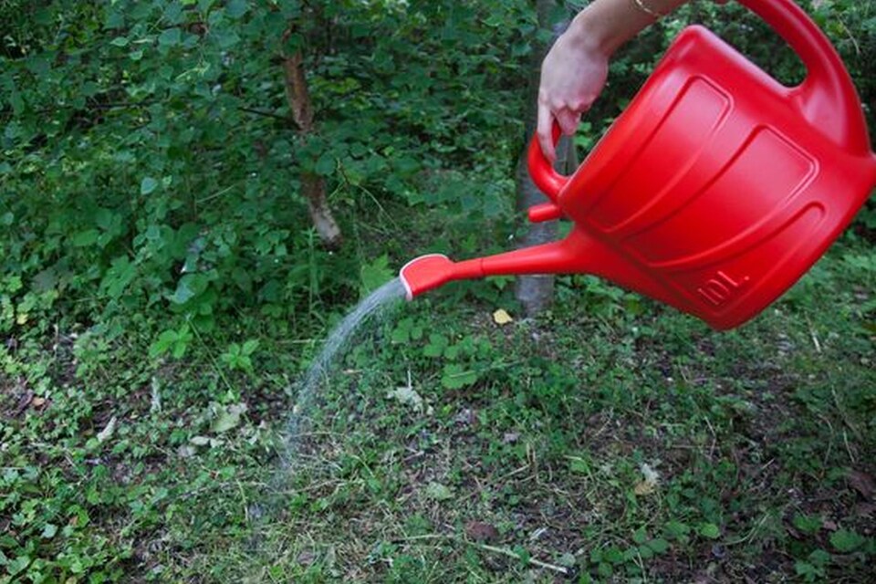 image 1 of Universal watering can rose Fan shaprd weedkiller sprinkler Whitefurze