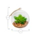 image 4 of Nicola Spring Hanging Glass Terrariums - 3 Sizes - Clear