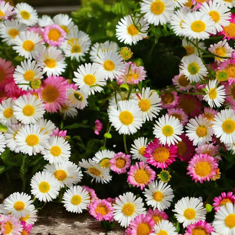 image 1 of Carbeth Plants Erigeron Karvinskianus Profusion 3 x 1L Pot - Mexican Fleabane Garden Perennial