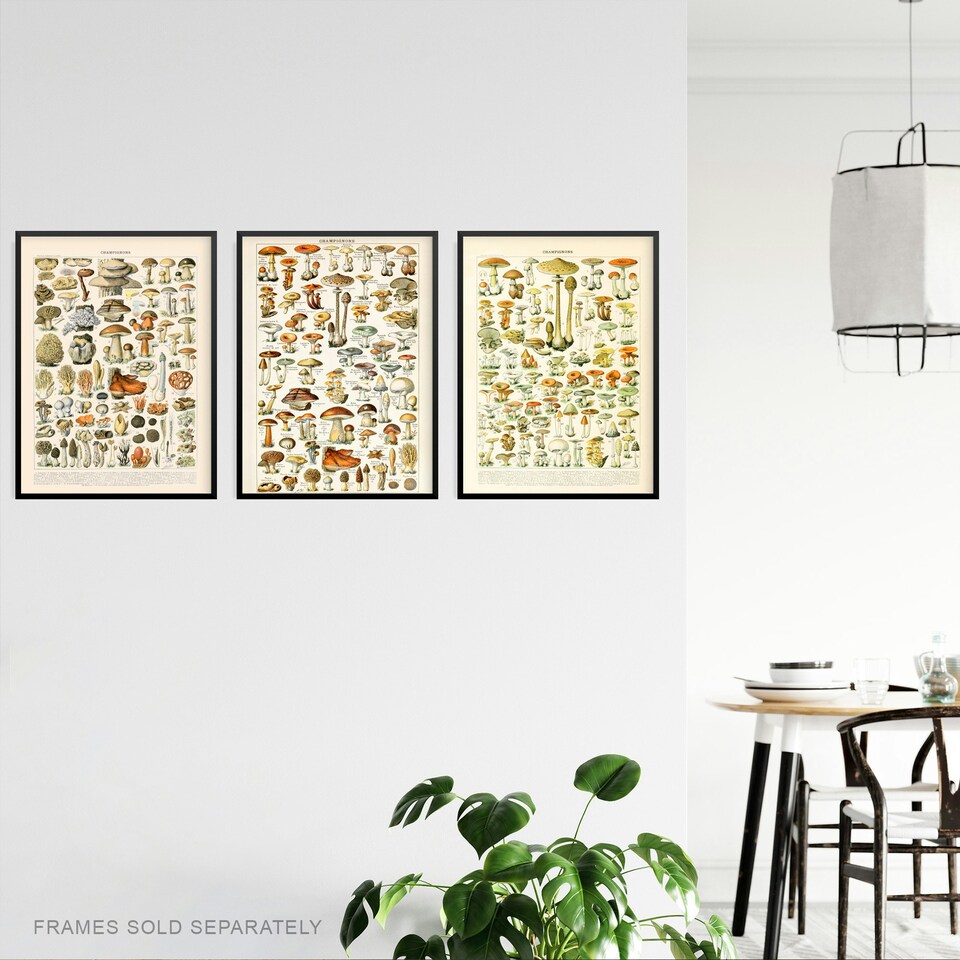 image 1 of Set of 3 Fungus Mushrooms Champignon Vintage Millot Fungi Kitchen Wall Art Print A4