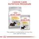 image 8 of ROYAL CANIN® Mini Dermacomfort Adult Dry Dog Food N/A | Size: 3kg