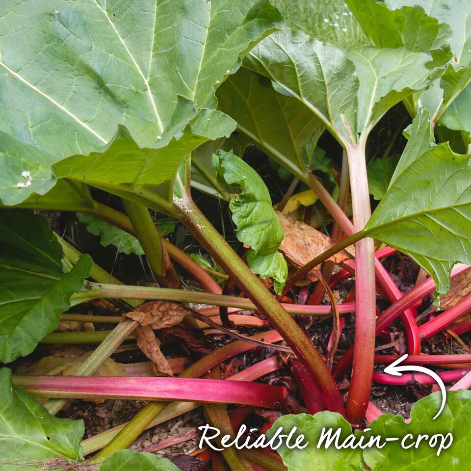 image 1 of Marshalls Garden Rhubarb 'Victoria' 2 Litre