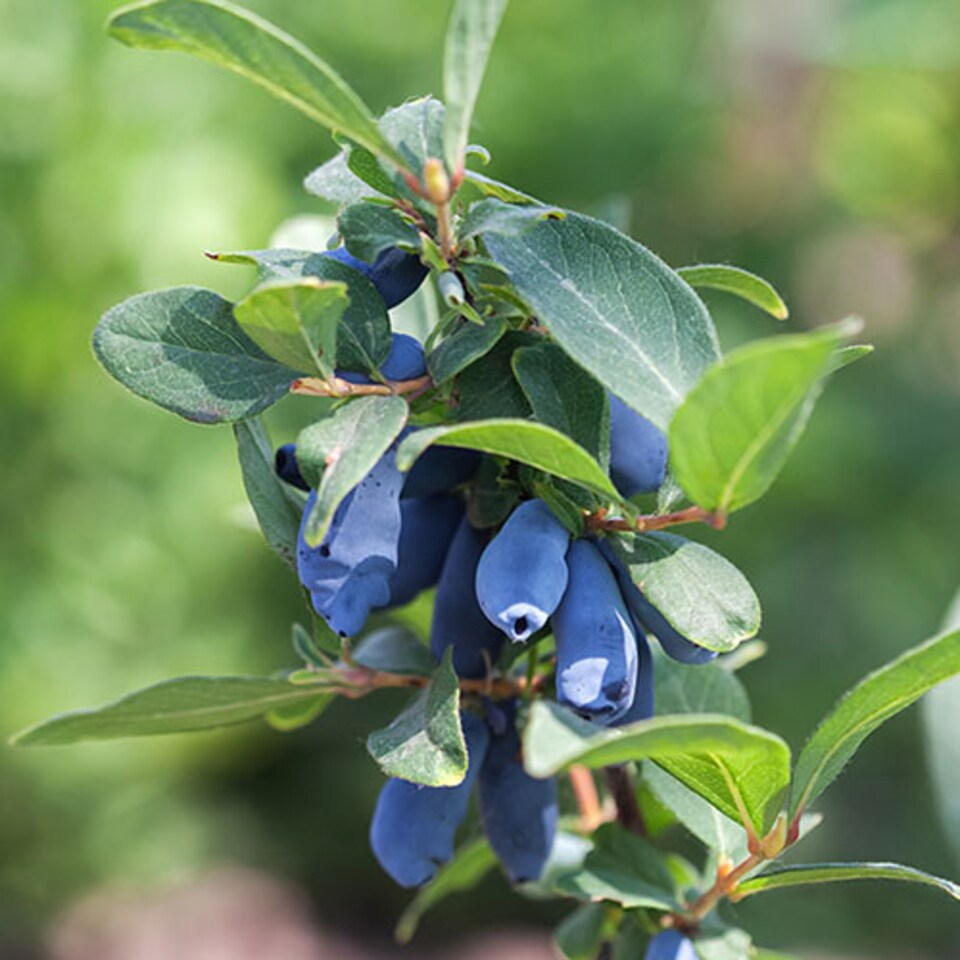 image 1 of Honeyberry 'Altaj' plant in a 2L pot - Lonicera kamschatiana Plant Edible Fruit Plants for Gardens - Grow Your Own Fruit at Home