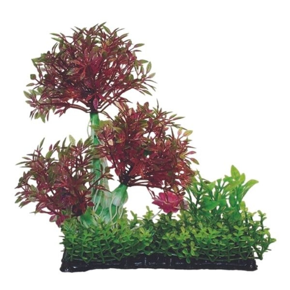 Aquarium Boxed Plant Mix 4 - 20cm