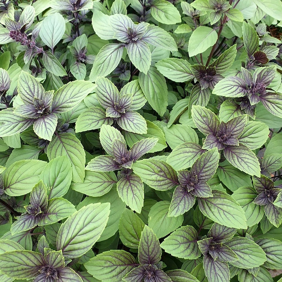 Basil Herb Plant Ocimum Basilicum Magic Mountain 9cm Pot | Green | Green | 9cm Pot | 1