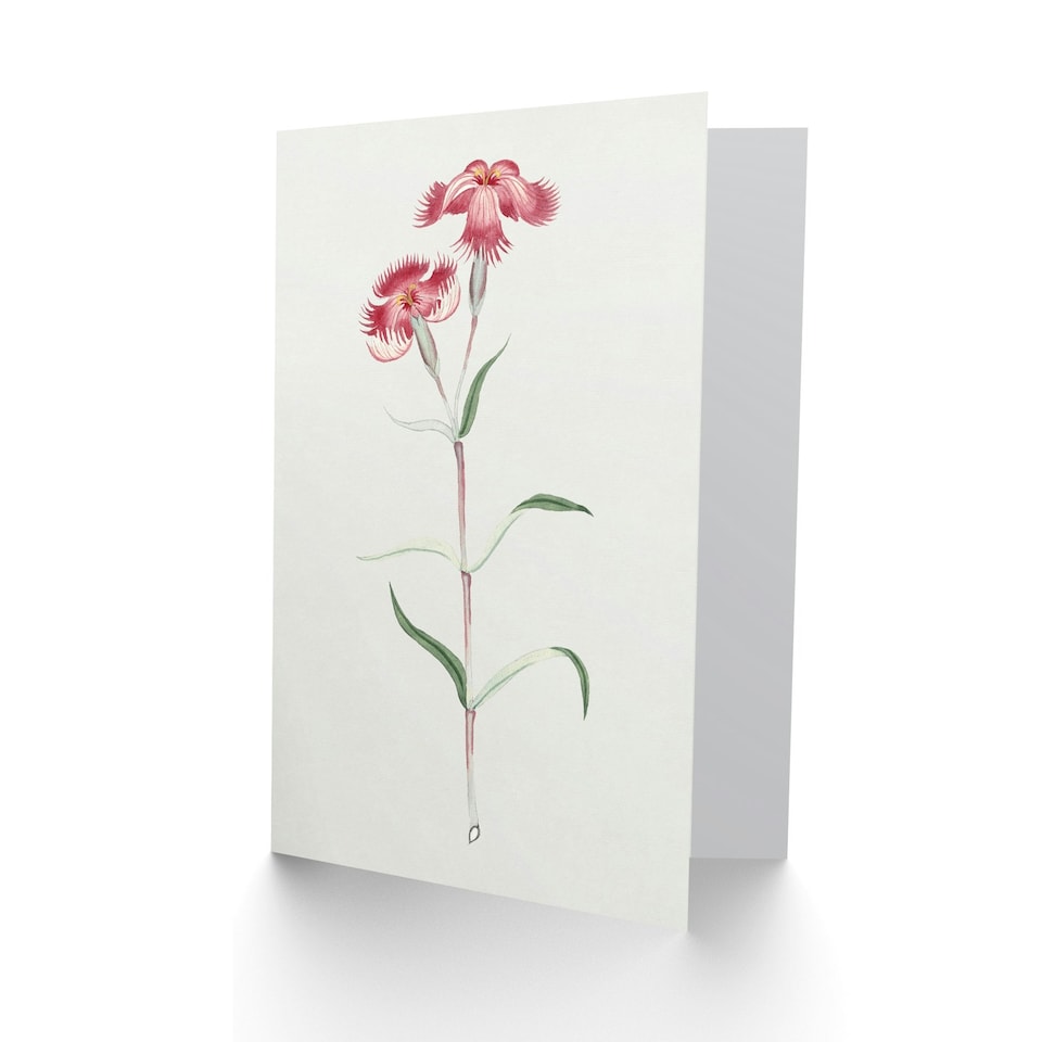 image 1 of Vintage Japanese Botanical Art Card Nadeshiko Flower