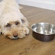 image 3 of Rosewood Stainless Steel Grub Dog Bowl | Copper | Small | 1