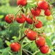 image 3 of Carbeth Plants Tomato Tumbling Tom Red Vegetable Plant - 1 litre Pot - Easy Grow Kitchen Garden