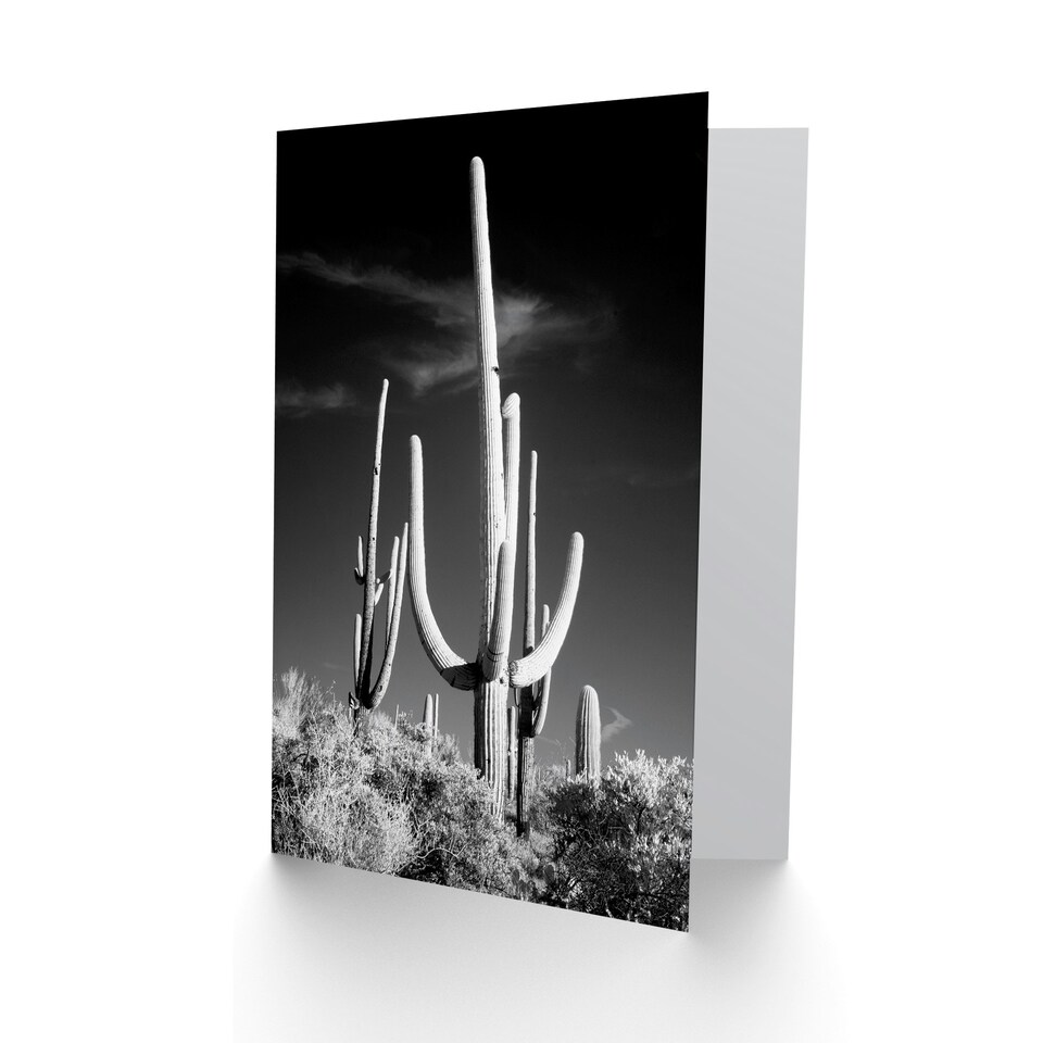 image 1 of Carol M Highsmith Art Card Saguaro Cactus Black White Photograph