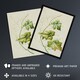 image 2 of New Zealand Sicyos Australis Mawhai Plant Featon Huge Wall Art Print 18X24 In