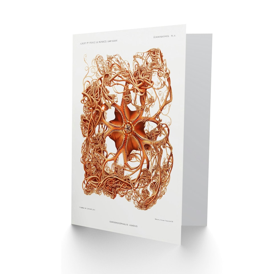 image 1 of Vintage Marine Life Art Card Deep Sea Basket Star Starfish