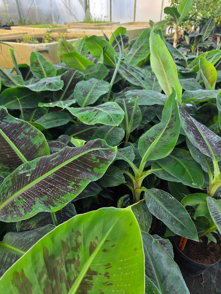 image 1 of Musa 'Tropicana' Banana Plant - Compact Tropical Ornamental