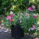 image 7 of Sweet Pea Cupid Mix | Multi | Mixed | Flower Seeds | 1