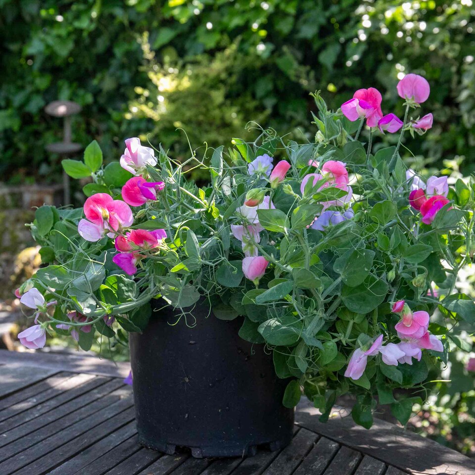 image 1 of Sweet Pea Cupid Mix | Multi | Mixed | Flower Seeds | 1