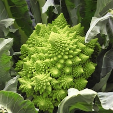 Broccoli Romanesco 1 Seed Packet (275 Seeds)