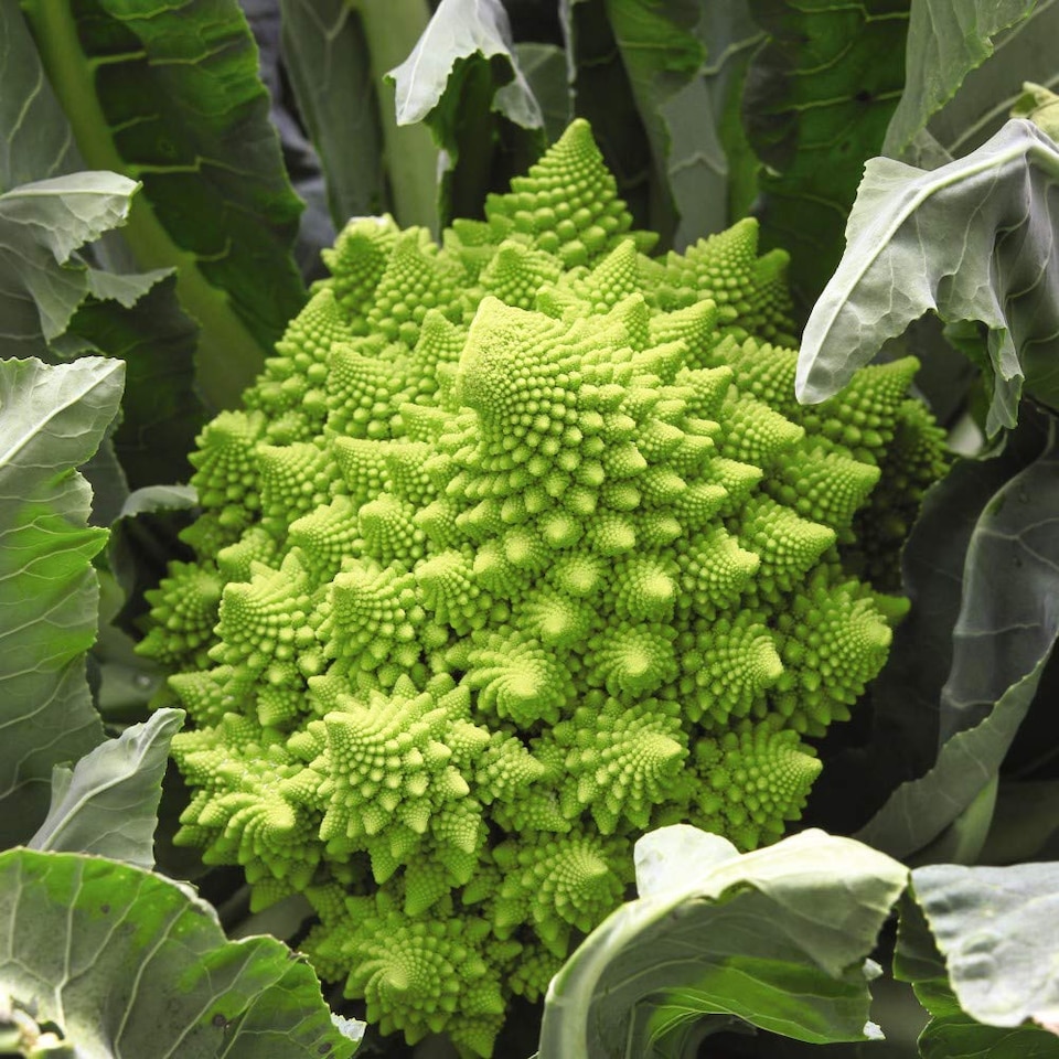 Broccoli Romanesco 1 Seed Packet (275 Seeds)