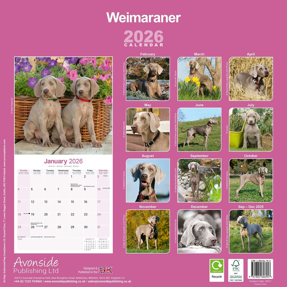 image 1 of Weimaraner 2026 Calendar | Square Wall Calendar | Dog Breed Gift | Plastic Free Packaging | by Avonside Publishing