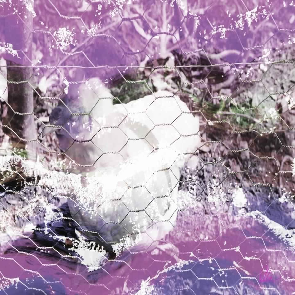 image 1 of CHICKHEN (Canvas Print) 36" x 24"