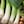 Green, White