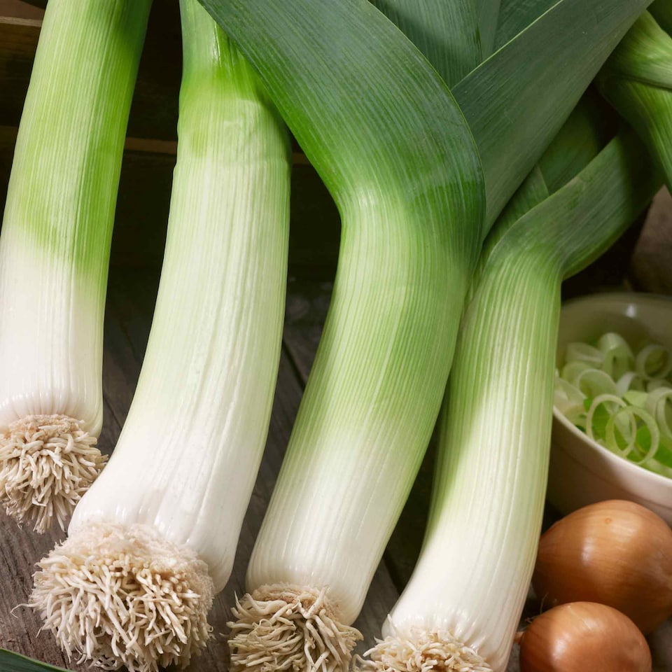 image 1 of Marshalls Garden Leek Seeds 'Terminal' Early Variety 300 Seeds
