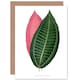 image 1 of Leaf Cyanophyllum Magnificum Art Blank Just to Say Card