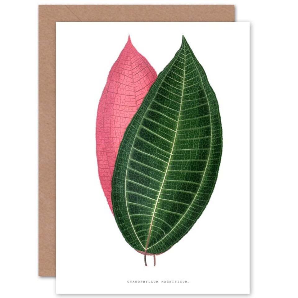 image 1 of Leaf Cyanophyllum Magnificum Art Blank Just to Say Card