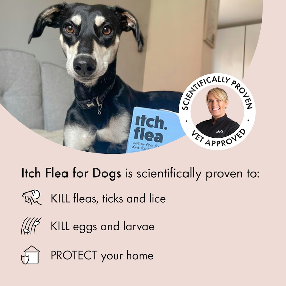 image 1 of Itch Flea Medium Dog Flea & Tick Spot On Treatment 6 Pipette (10-20kg)