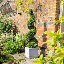 Primrose Pair of 120cm Artificial Topiary Swirl Bush