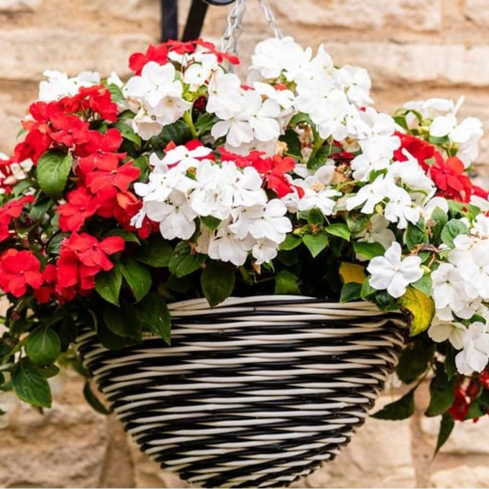 Garden Ready Busy Lizzie 'Beacon Strawberries & Cream Mix' Flowers for Pots Borders x48