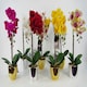 image 3 of Artificial Orchid Large White Silver 52cm
