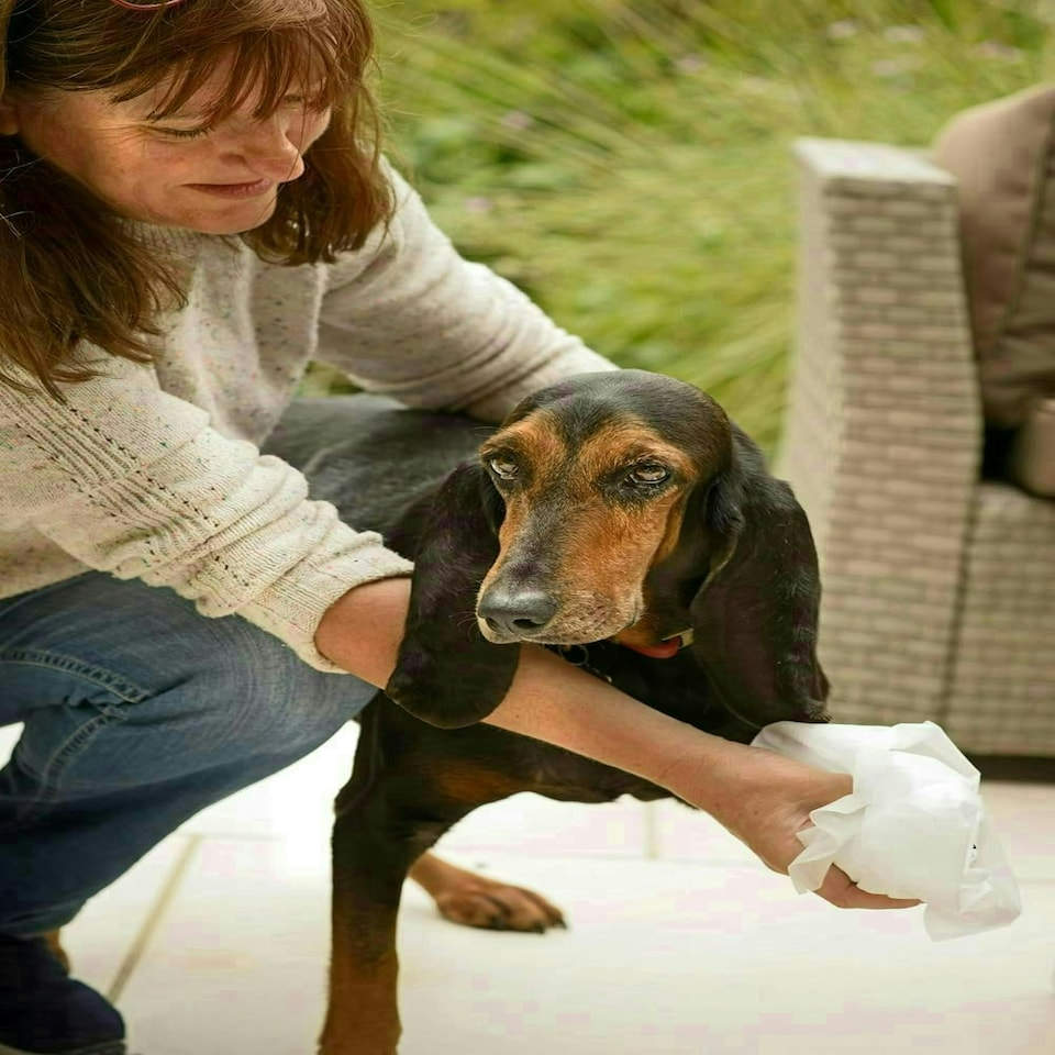 image 1 of Aqueos Dog Wipes Antibacterial 200 Wipes