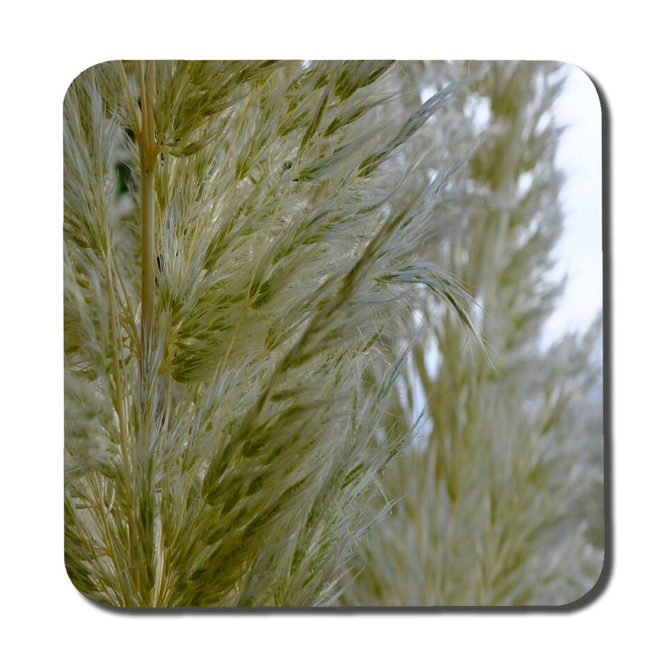 image 1 of autumn pampas grass close up (Coaster)