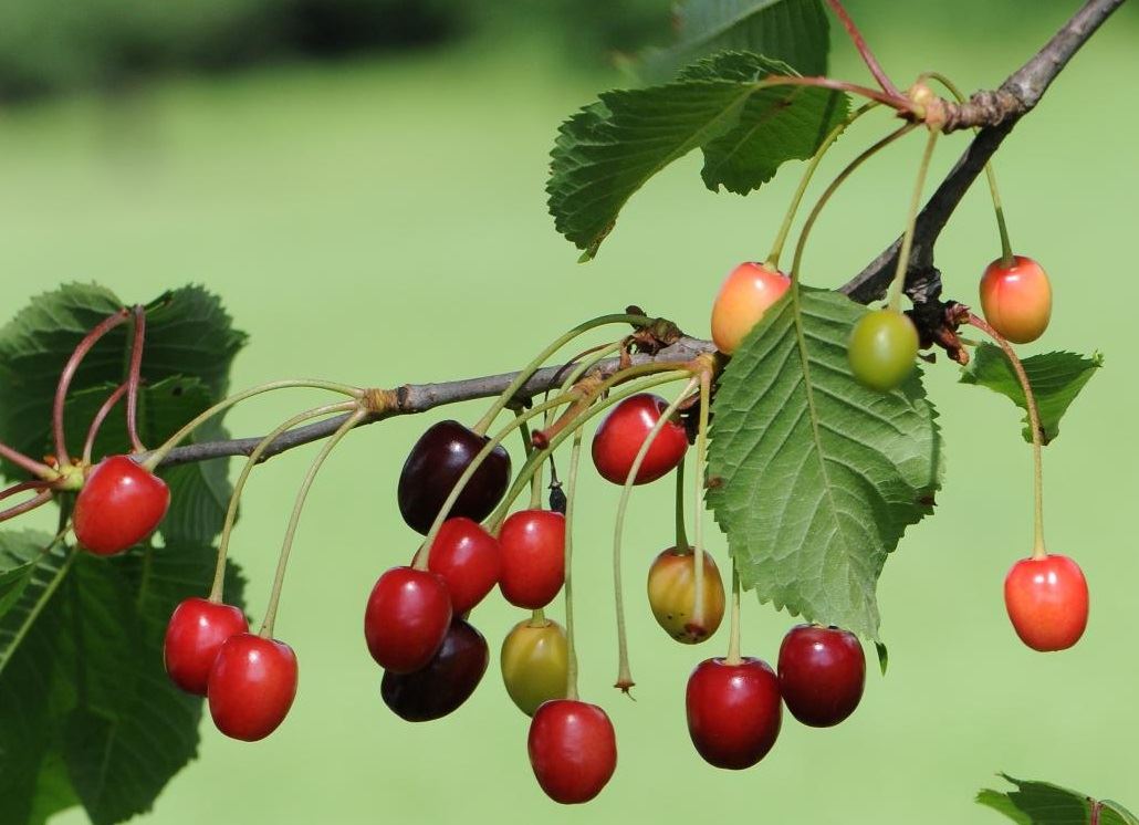 Direct Plants Dwarf Patio Morello Cherry Fruit Tree 3-4ft Supplied in a 5 Litre Pot in Green