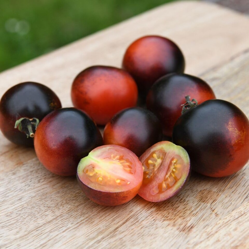 image 1 of Akoya F1 Tomato: Glossy Black Cocktail, Blight Resistant, Bush Variety, Flavoursome - 1 Packet