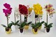 image 4 of Artificial Orchid Large Dark Pink Silver 52cm
