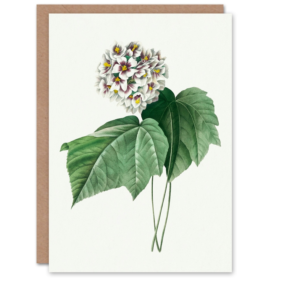 image 1 of Pierre-Joseph Redouté Art Card White Dombeya Amelia Flowers