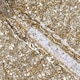 image 2 of Bluesky Gold Gel Polish - Gold Indulgence 5ml
