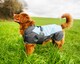 image 2 of Henry Wag Blue Waterproof Coat, For Maximum Comfort Whilst Adventuring In The Wet And Cold Weather, Size Small 40cm | Blue | Blue & Grey | S | 1