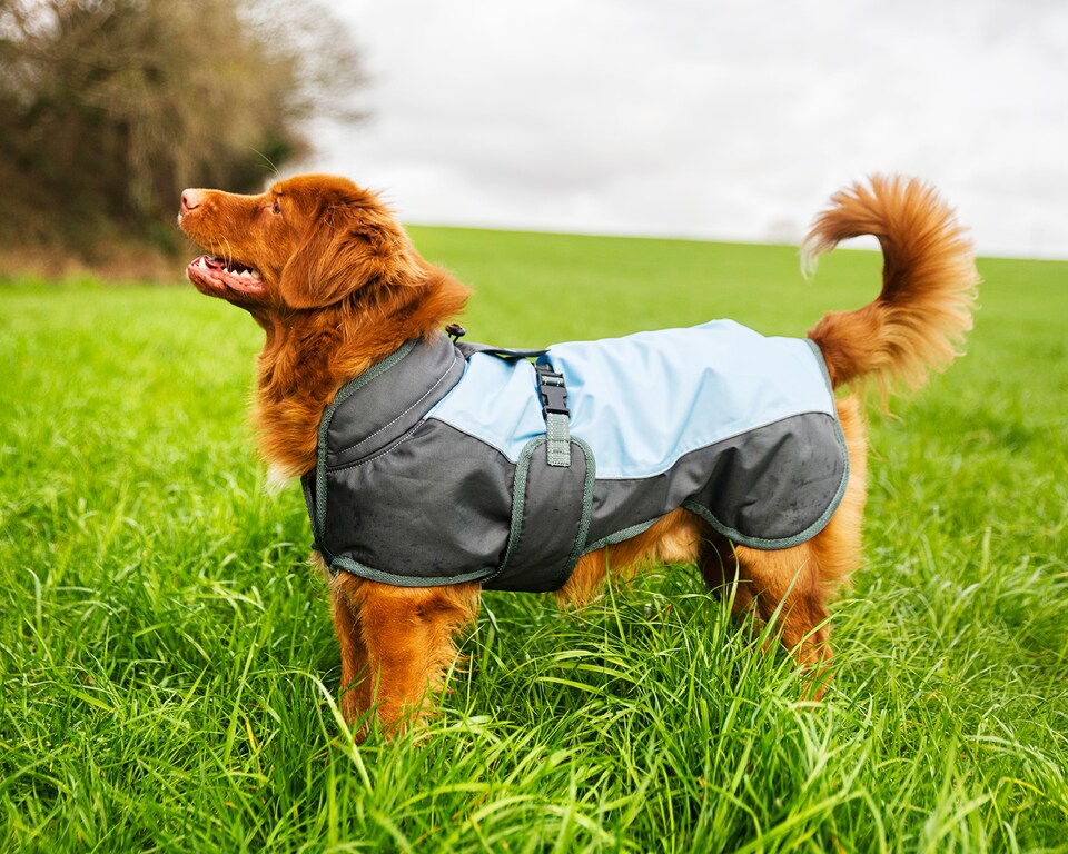 image 1 of Henry Wag Blue Waterproof Coat, For Maximum Comfort Whilst Adventuring In The Wet And Cold Weather, Size Small 40cm | Blue | Blue & Grey | S | 1
