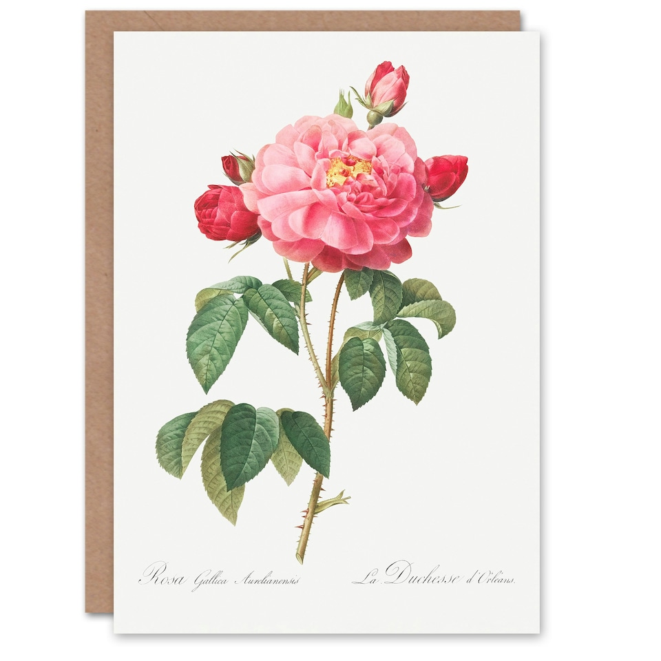 image 1 of Pierre-Joseph Redouté Art Card French Rose Vintage Botanical