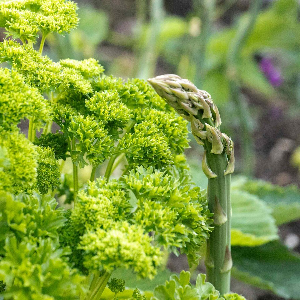 image 1 of Marshalls Garden Parsley 'Moss Curled'