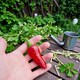 image 2 of Carbeth Plants Chilli Pepper Fresno Vegetable Plant - 9cm Pot - Easy Grow Kitchen Garden