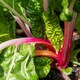 image 3 of Marshalls Garden Swiss Chard Seeds 'Pink Peppermint' 50 Seeds | Green | Pink Peppermint | 1