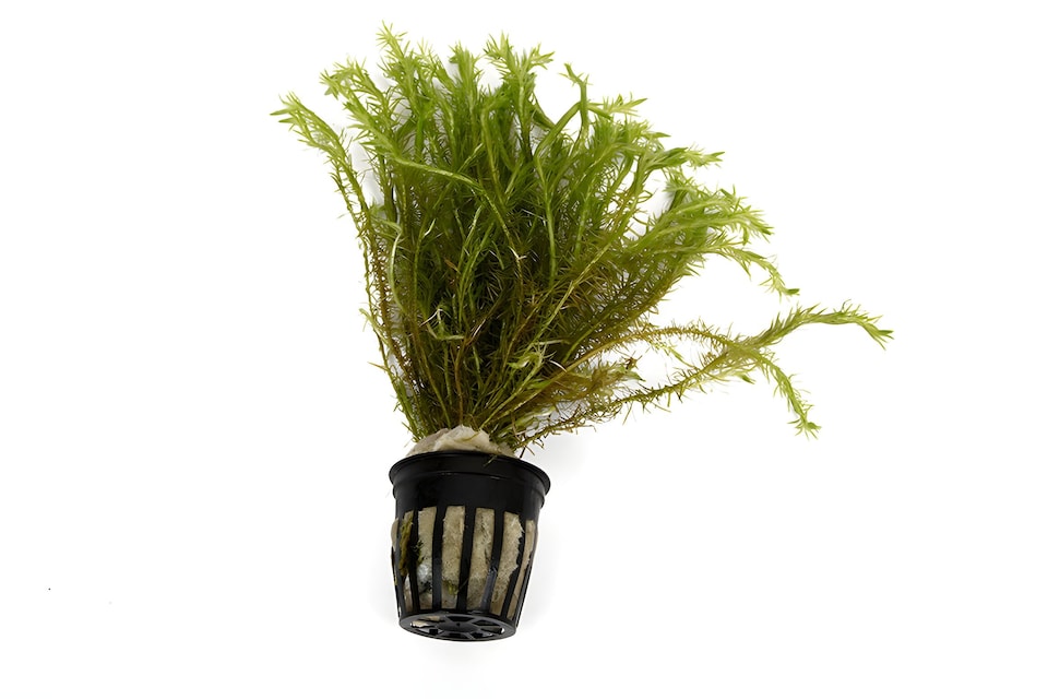 image 1 of Bog Moss (Mayaca fluviatilis) - Live Aquarium Plant for Midground Planting, No CO2 Needed - Fish Tank Plant
