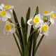 image 3 of 42Cm Daffodil Spray In Ceramic Pot Yellow | One Size