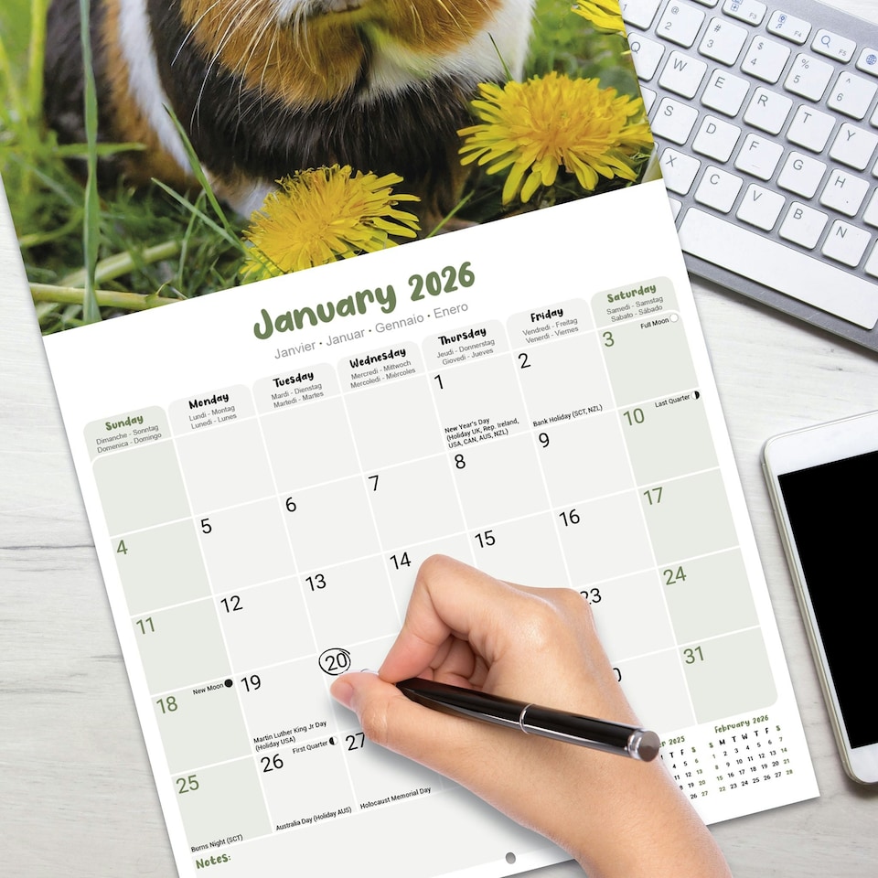 image 1 of Guinea Pigs 2026 Calendar | Square Wall Calendar | Animal Gift | Plastic Free Packaging | by Avonside Publishing