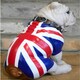 image 4 of Sitting British English Bulldog In Union Jack Coat Figurine