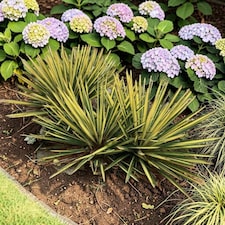 Carbeth Plants 2 x Yucca Filamentosa Colour Guard in 9cm Pot - Variegated Needle Palm