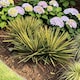 image 1 of Carbeth Plants 2 x Yucca Filamentosa Colour Guard in 9cm Pot - Variegated Needle Palm